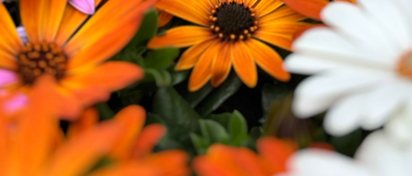Ein Haufen farbenfroher Blumen, darunter rosa, orange und weiße Gänseblümchen, mit grünen Blättern, aus der Nähe aufgenommen.