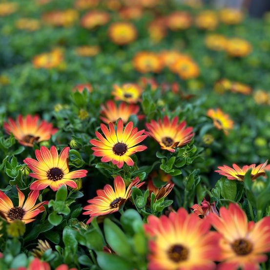 Eine Nahaufnahme eines Blumenfeldes mit leuchtend orangefarbenen und gelben Blütenblättern, einige in voller Blüte und andere in Knospen.