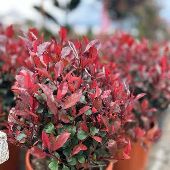 Nahaufnahme von roten und grünen Blättern eines Strauches in einem Topf, andere Strauche im Hintergrund.