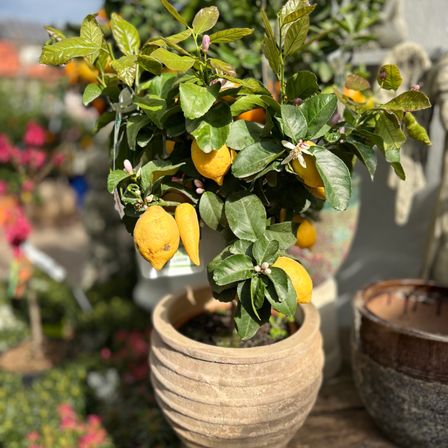 Ein Topf-Zitronenbaum mit grünen Blättern und Zitronen in einem Garten mit verschwommenem Hintergrund.