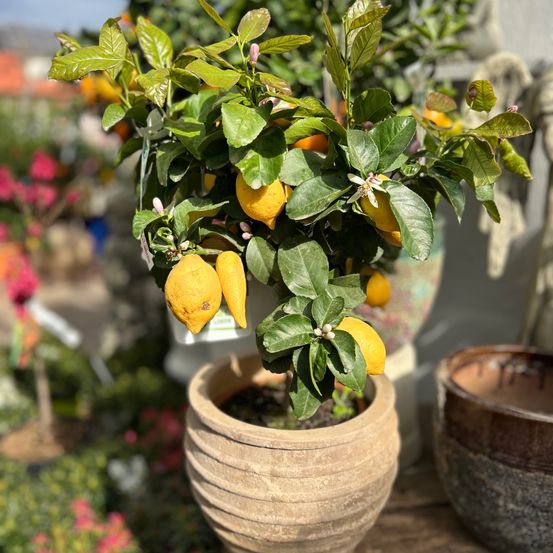 Ein Topf-Zitronenbaum mit grünen Blättern und Zitronen in einem Garten mit verschwommenem Hintergrund.