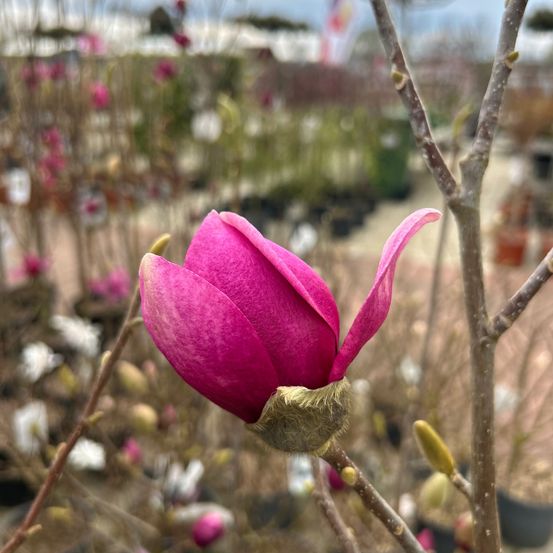 Nahaufnahme einer rosa Magnolienblüte mit Knospe auf einem Ast in einem Garten.
