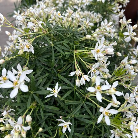 Nahaufnahme einer Pflanze mit weißen Blüten und grünen Blättern, die in einem Garten wächst.