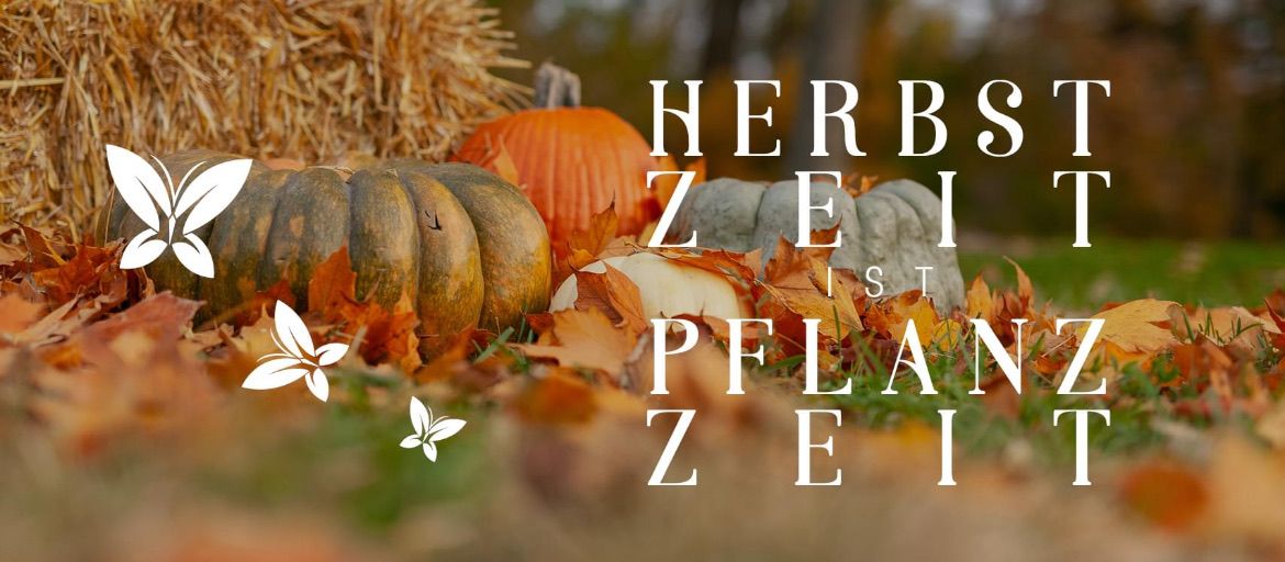 Bild enthält, Countryside, Harvest, Nature, Outdoors, Rural, Produce, Pumpkin, Vegetable, Leaf, Candle