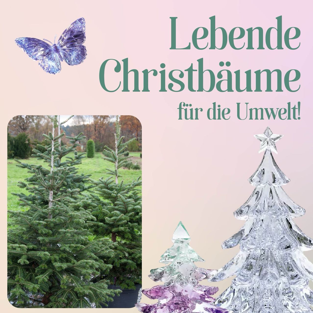 Bild enthält, Plant, Tree, Fir, Christmas, Christmas Decorations, Festival, Vegetation, Pine, Christmas Tree