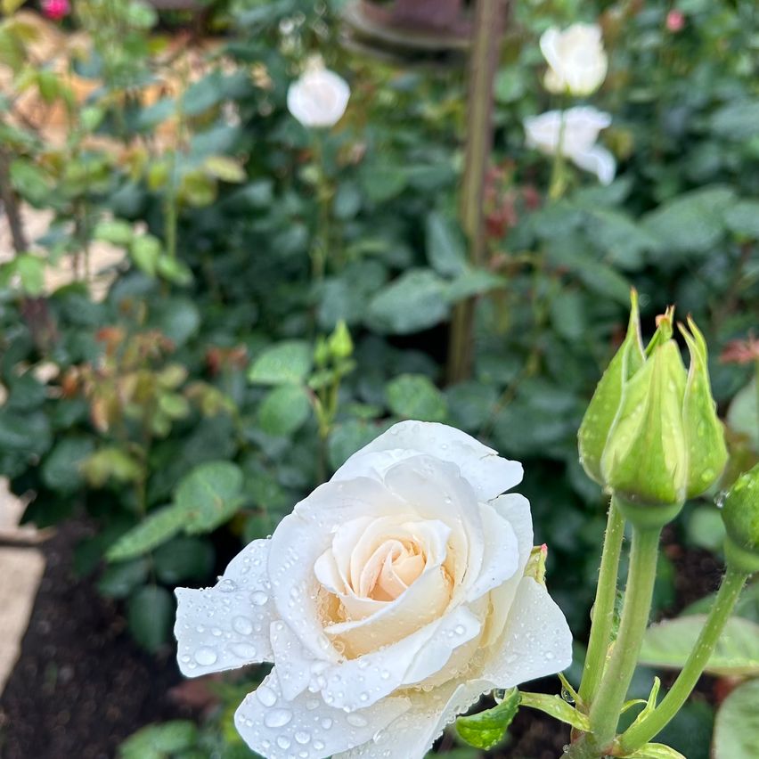 Eine weiße Rose im Fokus mit glitzernden Wassertropfen, umgeben von üppigen grünen Blättern. Im Hintergrund verschwimmen weitere weiße Rosen und Blätter.