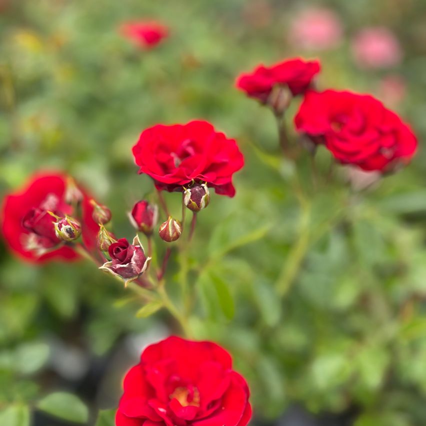 Eine Nahaufnahme von mehreren roten Rosen mit Knospen in verschiedenen Entwicklungsstadien, vor einem unscharfen grünen Hintergrund.