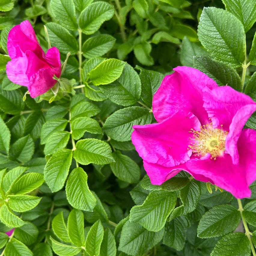 Ein Nahaufnahme von leuchtend rosa Blüten mit grünen Blättern, die detaillierte Blütenblätter und gelbe Zentren zeigen.