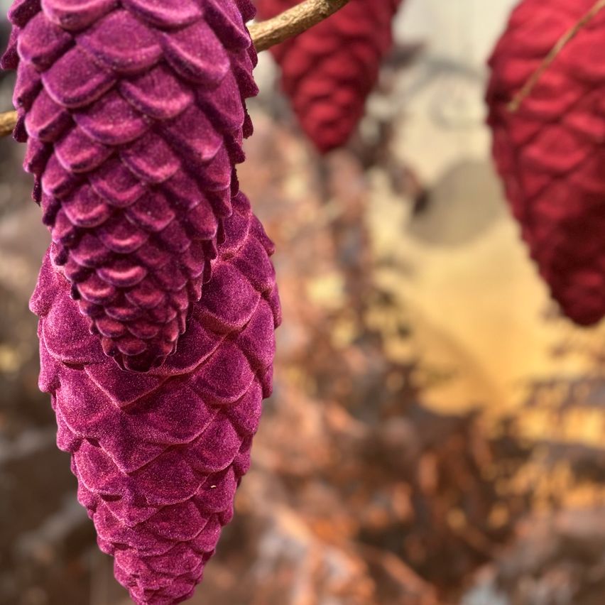 Ein Nahaufnahme eines glänzenden, strukturierten lila Tannenzapfens, der von einem Zweig hängt, mit roten Tannenzapfen im Hintergrund.