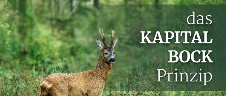 Ein Hirsch steht in einem grasigen Wald mit Textüberlagerung, die 'Kapital Bock Prinzip' besagt.