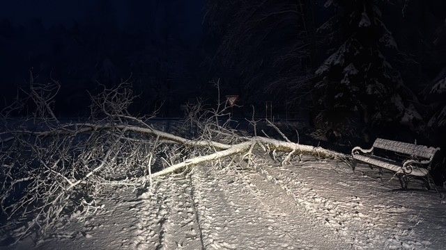Ein umgestürzter Baum liegt auf einem verschneiten Weg in der Nähe einer Bank, mit kahlen Bäumen im Hintergrund.