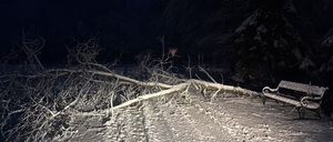Eine verschneite Nacht mit einem umgestürzten Ast in der Nähe einer Bank im Park. Die Bank ist mit Schnee bedeckt und die Äste sind kahl.