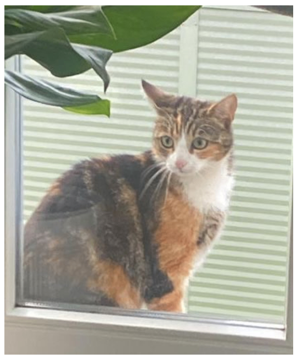 Eine getigerte Katze mit grünen Augen sitzt auf einer Fensterbank neben einem großen grünen Blatt.
