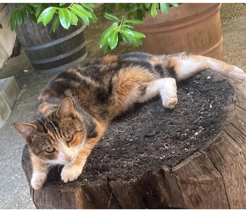 Eine Schildkrötenkatze liegt auf einem Baumstumpf im Freien. Hinter der Katze befinden sich zwei große Pflanzgefäße.