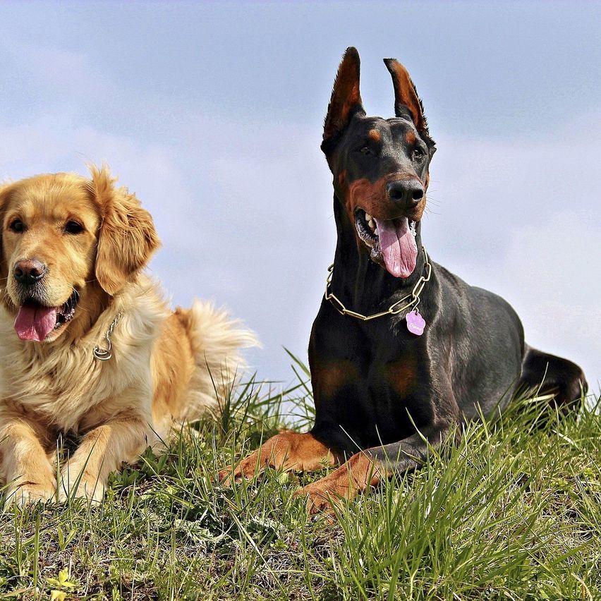 Zwei Hunde, ein Golden Retriever und ein Dobermann, liegen auf dem Gras, beide mit heraushängender Zunge.