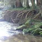 Bild enthält, Vegetation, Land, Nature, Outdoors, Rainforest, Tree, Woodland, Water, Stream