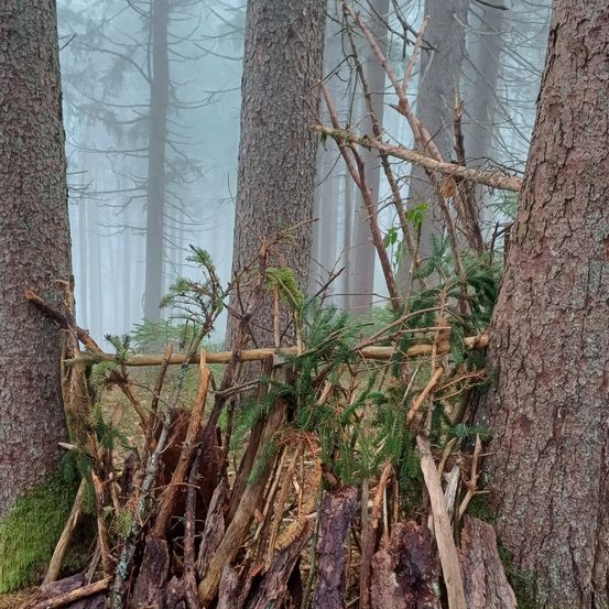 Eine rustikale Unterkunft aus Stöcken und Zweigen befindet sich in einem nebligen Wald, umgeben von hohen Bäumen und Grün.