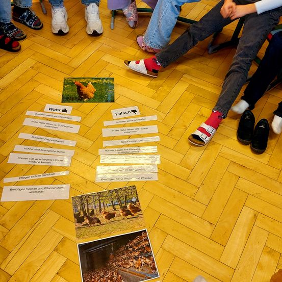 Eine Gruppe von Menschen sitzt auf einem Holzboden mit Karten, die mit wahr und falsch gekennzeichnet sind. Die Karten handeln von Hühnern und ihrem Verhalten.