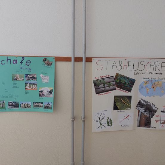 Zwei Poster hängen an einer Wand. Das linke Poster hat 'chafe' in Rot geschrieben. Das rechte Poster hat 'STABHEUSCHER' und 'Laienisch: Phasmiden'. Beide haben Bilder und Text.