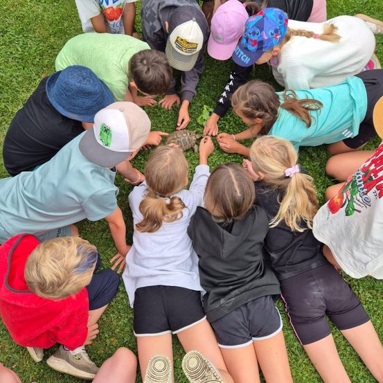 Eine Gruppe von Kindern ist auf dem Gras versammelt und untersucht eine Schildkröte auf dem Boden, einige tragen Hüte und Turnschuhe.
