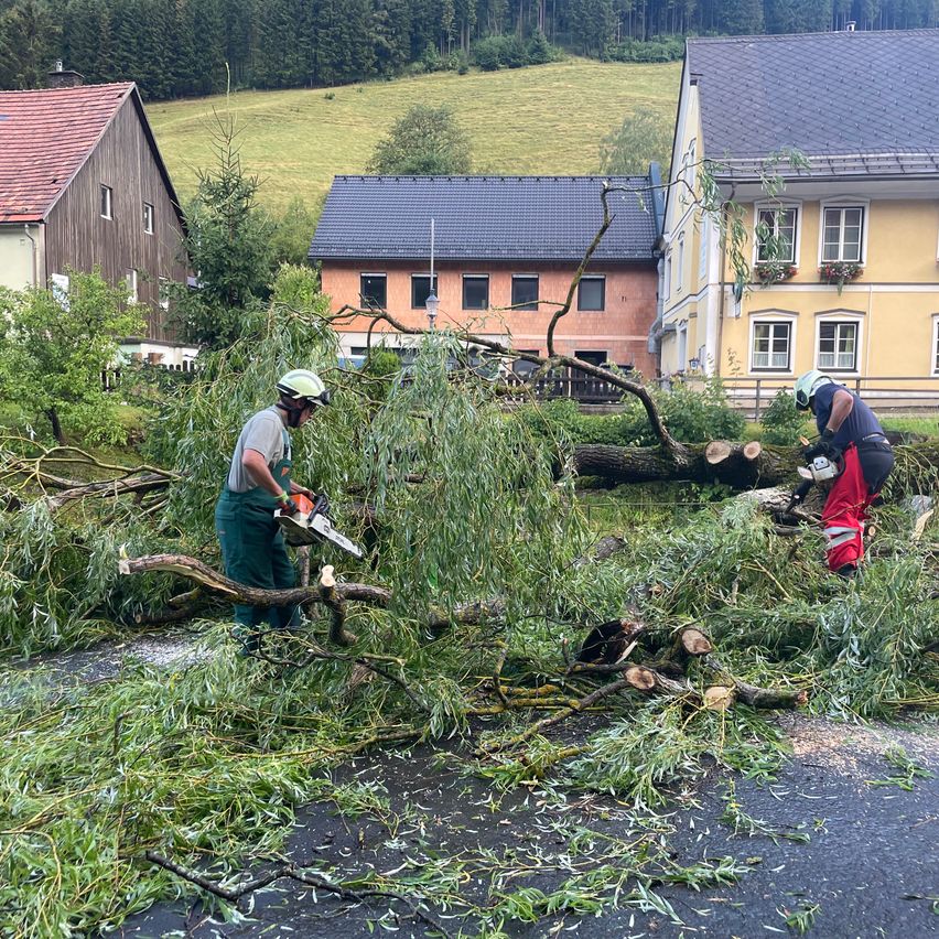 Two people are cutting down a fallen tree in front of a house with a red roof. They are wearing safety gear and using chainsaws.