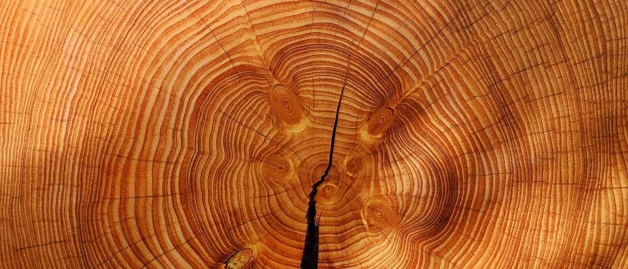 annual-rings-3212803_1280