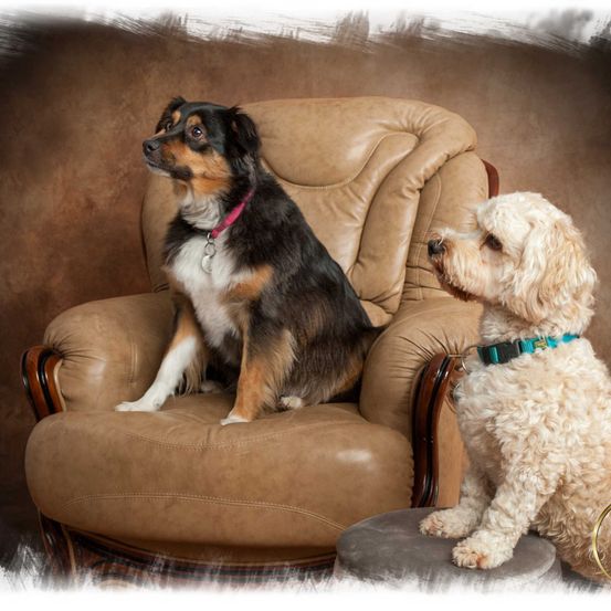 Bild enthält, Couch, Furniture, Chair, Animal, Canine, Dog, Mammal, Pet, Armchair, Cushion