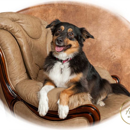 Bild enthält, Furniture, Chair, Animal, Canine, Dog, Mammal, Pet, Couch, Armchair