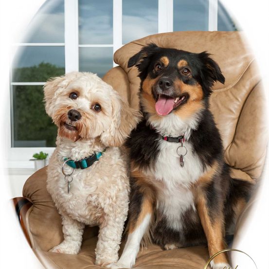 Bild enthält, Photography, Cushion, Home Decor, Animal, Canine, Dog, Mammal, Pet, Couch, Puppy