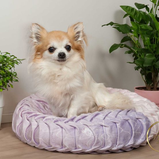 Bild enthält, Animal, Canine, Mammal, Plant, Pet, Dog, Dog Bed