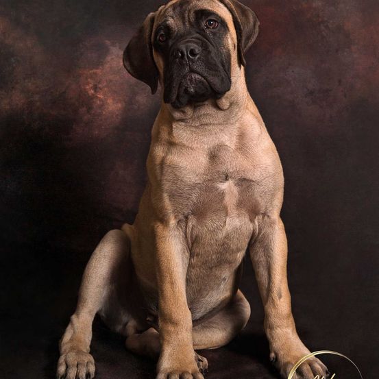 Bild enthält, Animal, Boxer, Bulldog, Canine, Dog, Mammal, Pet