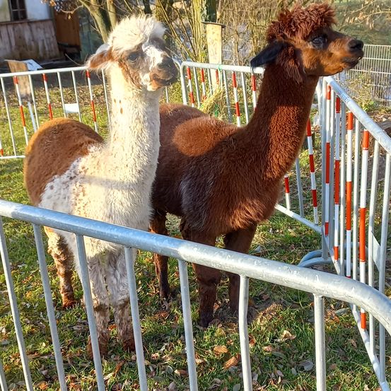Bild enthält, Animal, Mammal, Llama, Livestock, Sheep, Fence, Plant, Tree