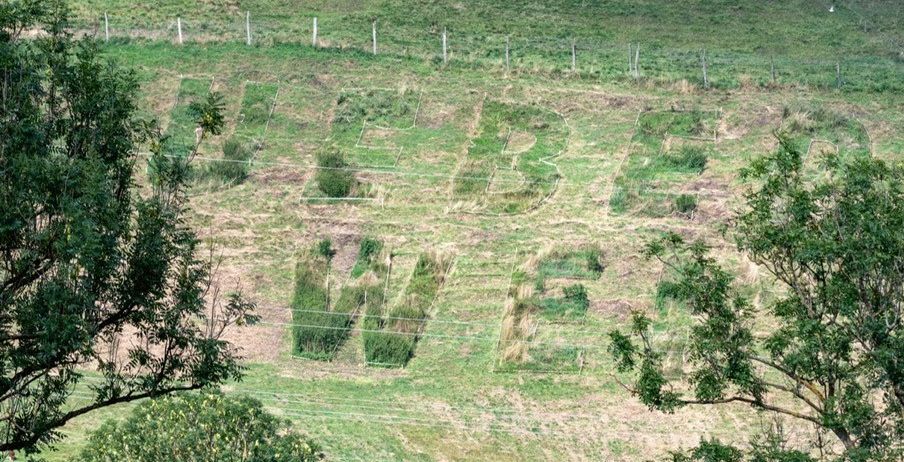 Ein grasbewachsenes Feld mit einem großen Buchstaben 'W' in der Mitte, umgeben von Bäumen und einem Zaun. Das Bild hat ein Wasserzeichen mit dem Datum 26.09.2026 und der Zeit 17:00.