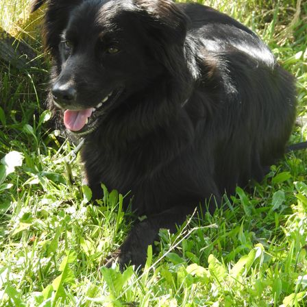 Bild enthält, Grass, Plant, Animal, Canine, Dog, Mammal, Pet, Puppy, Grassland, Outdoors