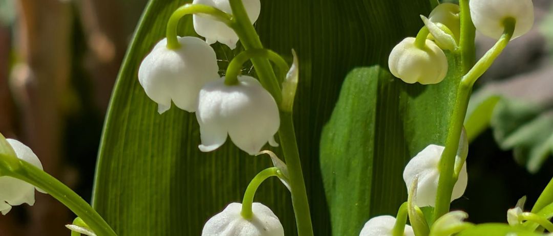 Eine Nahaufnahme von weißen Maiglöckchenblüten mit grünen Blättern. Die Blüten haben eine Glockenform mit einem hellgrünen Zentrum.