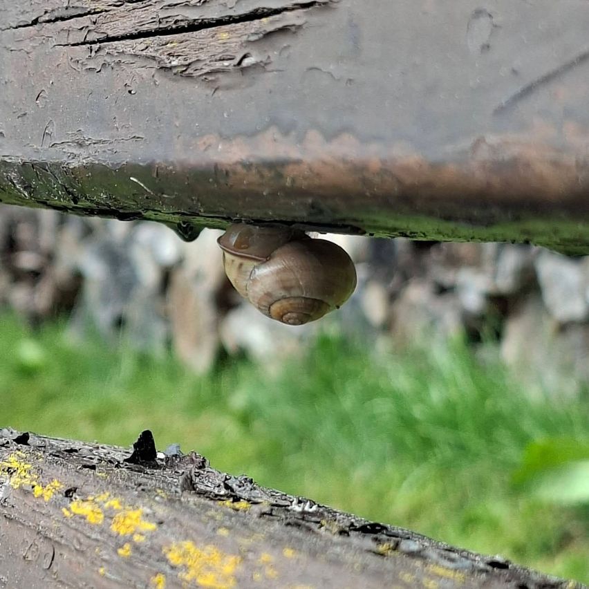 Eine Schnecke hängt an der Unterseite eines Holzbretts, mit einem verschwommenen Hintergrund aus Gras und Steinen.