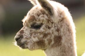 Bild enthält, Animal, Llama, Mammal, Rat, Rodent