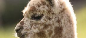 Bild enthält, Animal, Llama, Mammal, Rat, Rodent