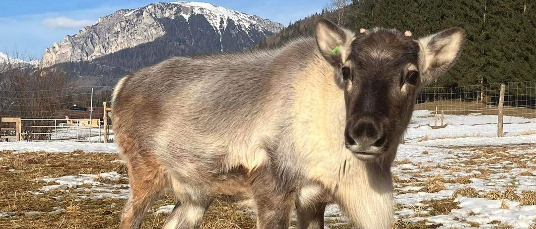 Bild enthält, Outdoors, Animal, Deer, Mammal, Wildlife, Nature, Antelope, Livestock, Plant, Tree