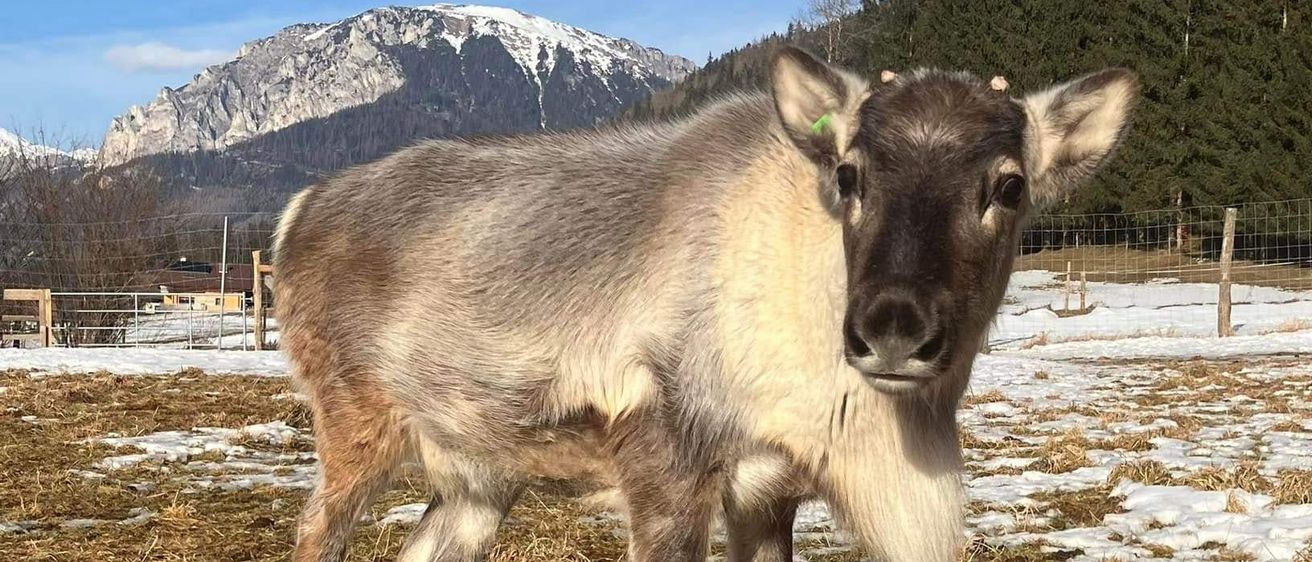 Bild enthält, Outdoors, Animal, Deer, Mammal, Wildlife, Nature, Antelope, Livestock, Plant, Tree