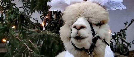 Bild enthält, Animal, Bird, Mammal