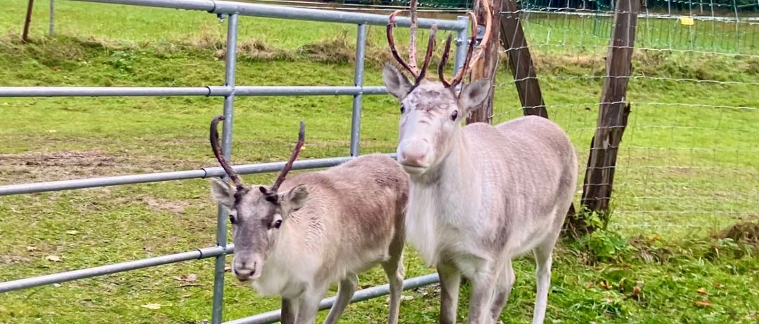 Zwei Rentiere stehen in einem Grasfeld in der Nähe eines Metallzauns. Die Rentiere haben Geweihe und schauen in verschiedene Richtungen. Es gibt Bäume im Hintergrund.