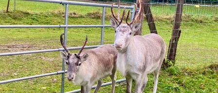 Zwei Rentiere stehen in einem Grasfeld in der Nähe eines Metallzauns. Die Rentiere haben Geweihe und schauen in verschiedene Richtungen. Es gibt Bäume im Hintergrund.
