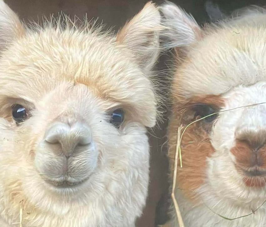 Bild enthält, Animal, Mammal, Llama, Canine, Dog, Pet, Livestock, Sheep