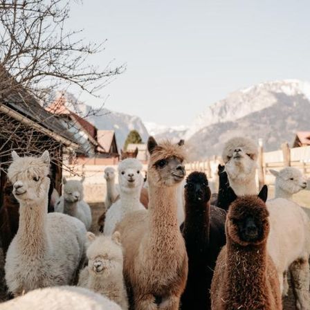 Bild enthält, Animal, Llama, Mammal, Livestock, Sheep, Kangaroo