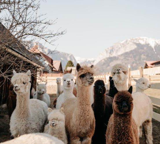 Bild enthält, Animal, Llama, Mammal, Livestock, Sheep, Kangaroo