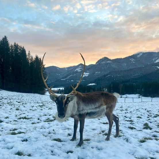 Bild enthält, Animal, Deer, Elk, Mammal, Wildlife