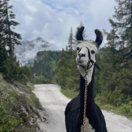 Bild enthält, Animal, Mammal, Llama