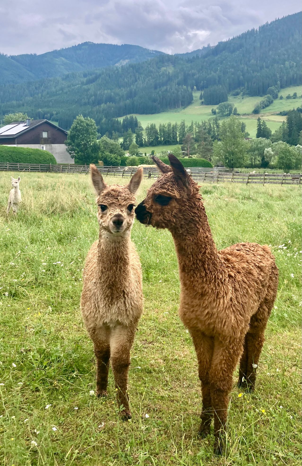 Zwei Alpakas stehen in einem grasigen Feld, eines braun und eines heller braun, und schauen sich gegenseitig an. Im Hintergrund ist ein Haus mit Solarmodulen zu sehen, umgeben von Bäumen und einem Zaun.