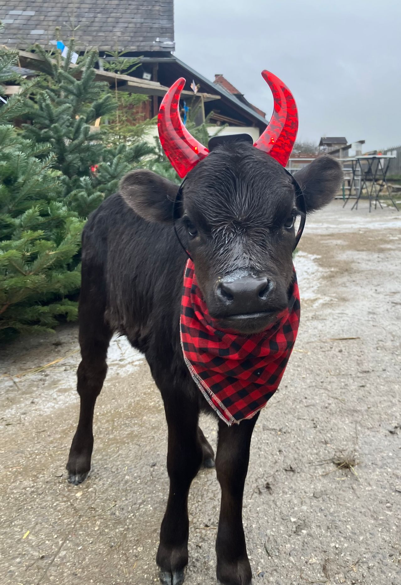 Ein kleines schwarzes Kalb mit roten Teufelshörnern und einem roten und schwarzen karierten Halstuch steht auf einem schlammigen Bereich in der Nähe von Kiefern.
